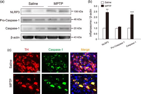 The NLRP3 Inflammasome Was Activated In Acute MPTP Mouse Model A