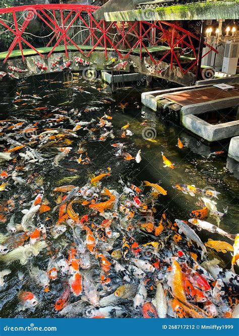 Muitos Peixes Carpa Na Lagoa Ponte Vermelha Japonesa Foto De Stock