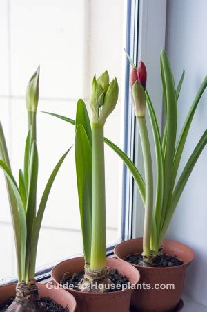 Amaryllis Care - Steps to Forcing Bulbs Indoors