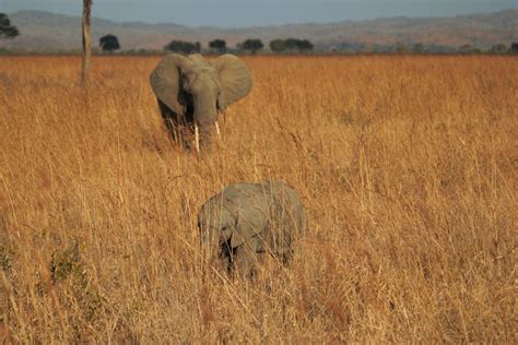 Mikumi National Park - Wildsafari Africa