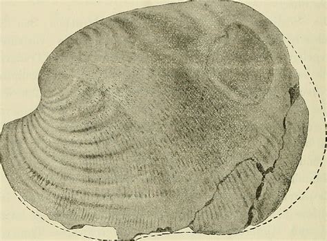 Image From Page Of Abhandlungen Zur Geologischen Spec Flickr