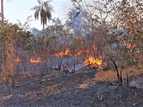 Inc Ndio Destr I Parte Da Mata Do Horto Florestal Gazeta De Bebedouro