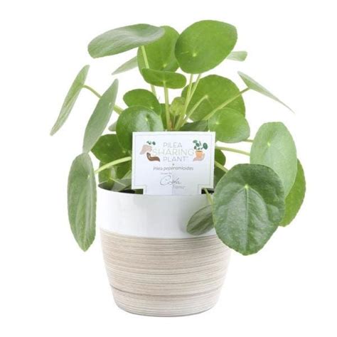 Costa Farms In Money Tree Braid Plant In White Decor Pot