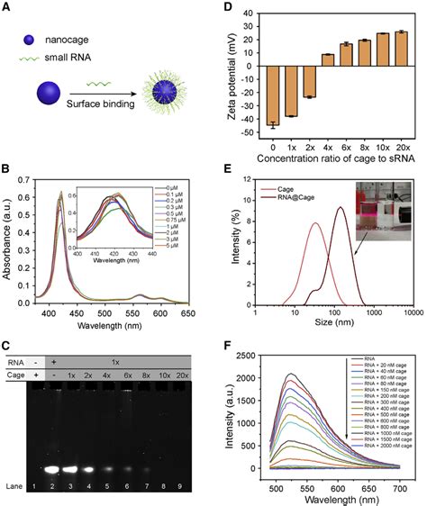 Characterization Of The Srna Binding With Cages A Cartoon Showing The