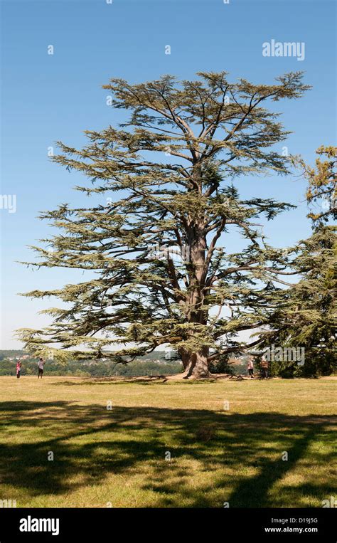 arbre   res stock photography  images alamy