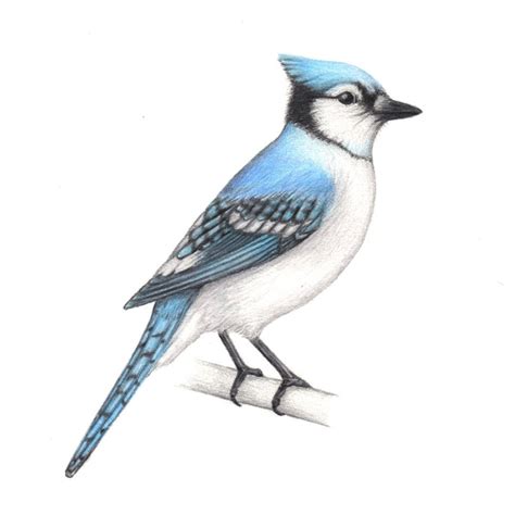 Blue Jay Art Illustration Drawing Bird Birds Ornithology Print 5x7 - Etsy