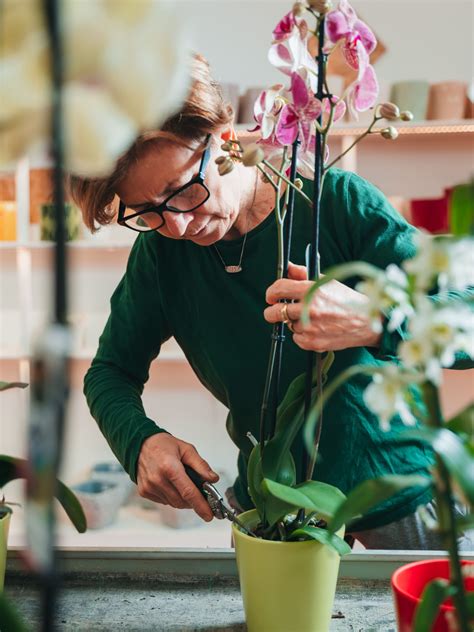 Corso Sulla Cura Delle Orchidee Casanatura Vivaio