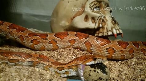 Corn Snake Eats Egg Youtube