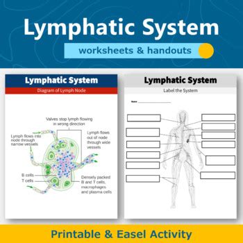 Lymphatic System Exercise Worksheet