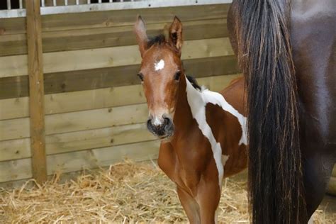 Chevaux Sports à vendre poulain a vendre Elevage du Moulin Les