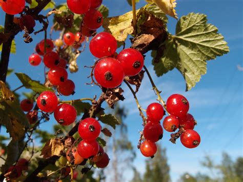 Free Images Tree Nature Branch Blossom Fruit Leaf Flower Food