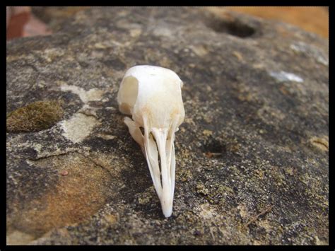 Pigeon Skull 2 by Lupen202 on DeviantArt