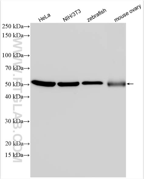 Alpha Tubulin Antibody Ap Proteintech