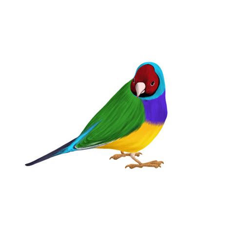 Gouldian Finch Illustrations Royalty Free Vector Graphics And Clip Art Istock