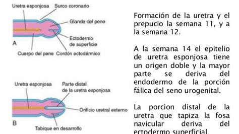 Embriología Desarrollo Del Sistema Urogenital