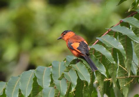 Burung Sepah Gunung Pericrocotus Miniatus Bali Wildlife