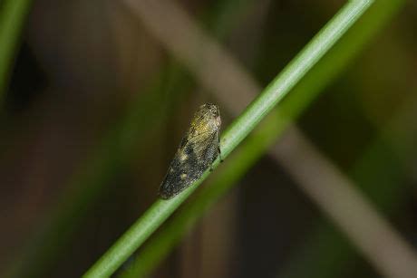 Meadow Spittlebug Philaenus Spumarius Switzerland Europe Editorial