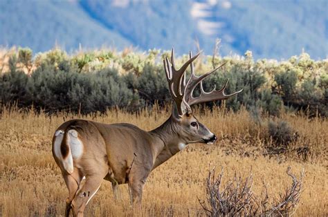 Hunting Season 2024 Colorado Dates Klara Michell