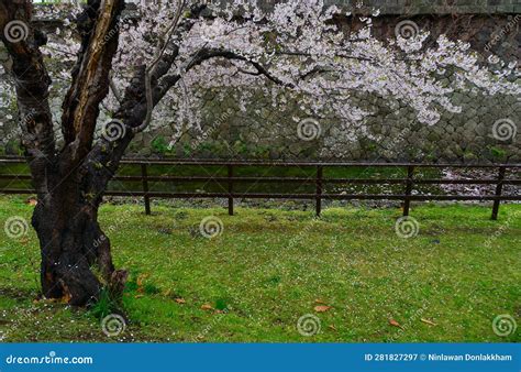 Cherry Blossom of Goryokaku Park, Hakodate, Japan Stock Image - Image ...