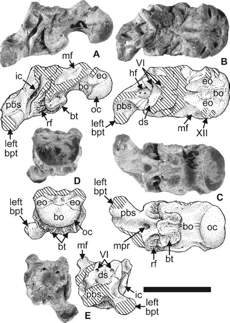 Tecovasuchus Chatterjeei A New Aetosaur Archosauria Stagonolepididae