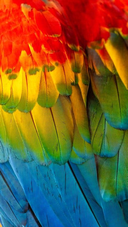 Feathers of a Colorful Parrot · Free Stock Photo