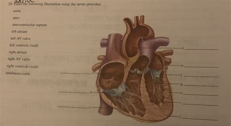 Solved 20 Label The Following Illustration Using The Terms