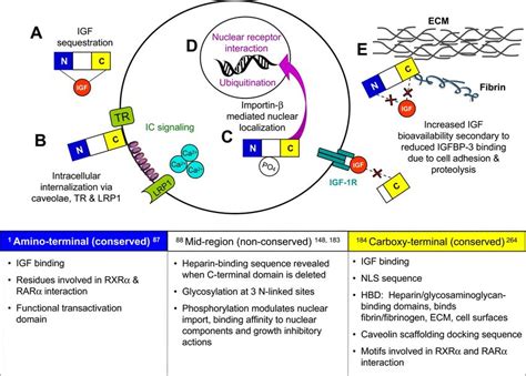 IGFBP 3 And Cellular Interaction A IGF Binds At The NH2 And COOH