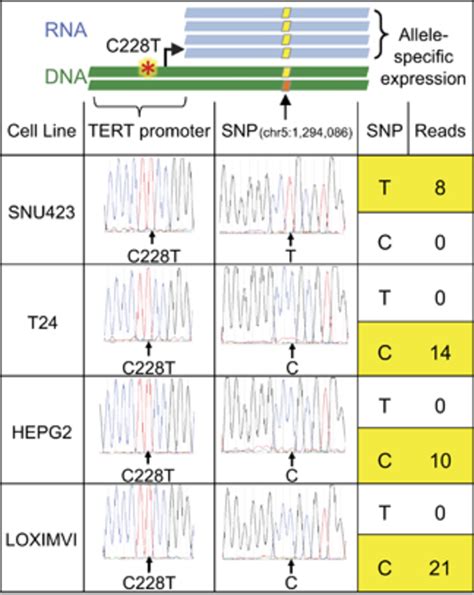 Relationship Between Tert Promoter Mutations And Allele Specific Download Scientific Diagram