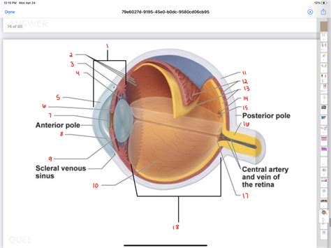 Eye Labeled Diagram Quizlet