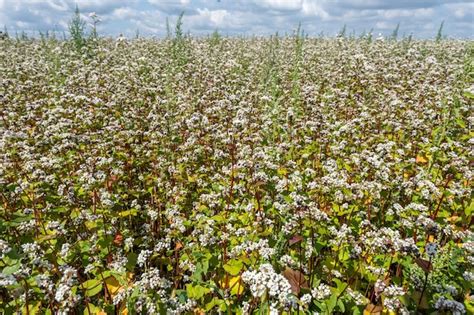 Premium Photo Field Of White Buckwheat Flowers