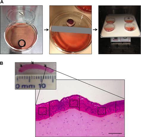 A Setup Of The Air Liquid Canine Corneal Organ Culture Model The