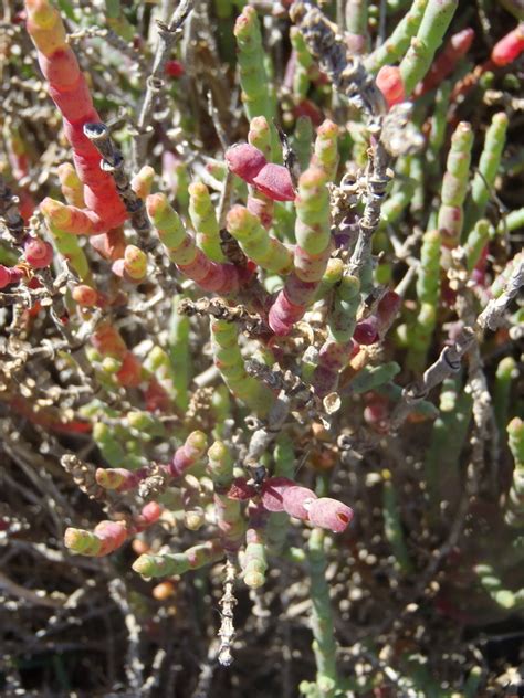 Common Glassworts From West Coast Dc South Africa On October