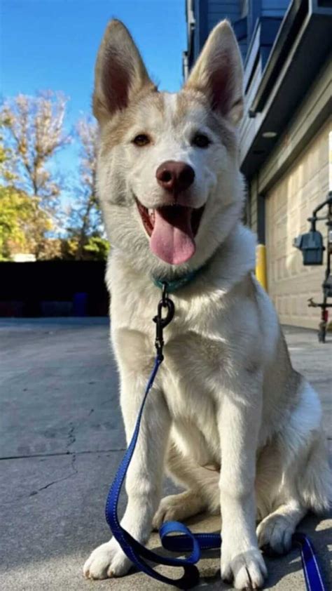 Filhote De Cachorro Amarrado Em Poste Espera Dias Por Algu M Para