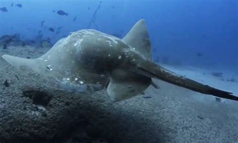 In a World First, Experts Tagged the Biggest Ocean Stingray on the ...