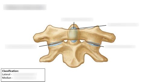 Atlanto Axial Joints Diagram Quizlet