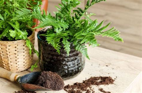 Las Plantas Que Absorben El Calor Y Refrescan El Interior De Casa