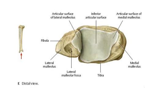 Tibial Plafond Fracture Anatomy