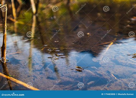 Small Animals In The Puddle Stock Photo Image Of Colour Autumn