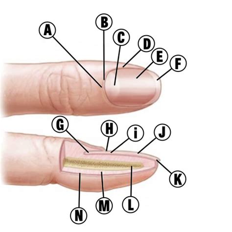 Anatomy - Nail anatomy Flashcards | Quizlet