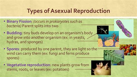 Examples Of Asexual Reproduction