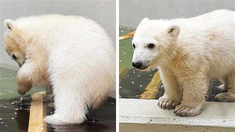 Eisbär-Baby im Tierpark Hagenbeck übt Schwimmen und Tauchen