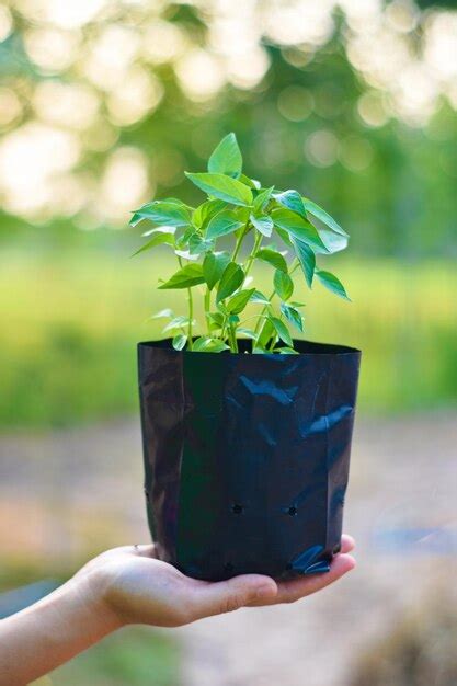 Premium Photo Close Up Of Woman Hand Holding Plant Outdoors