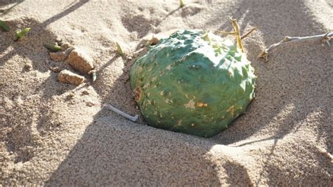 Uses of the !Nara plant in Namibia