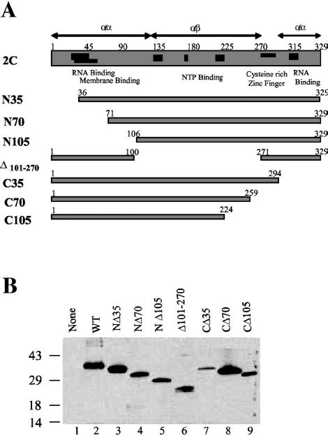 Expression And Puri Fi Cation Of Recombinant Wt C And De Letion