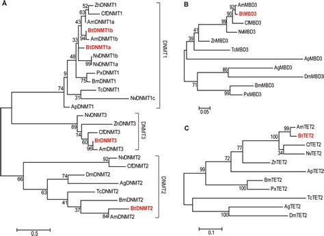 Maximum Likelihood Based Phylogenetic Trees Of Dna Methylation Related