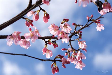 Cherry Blossom After Winter Tmo 7