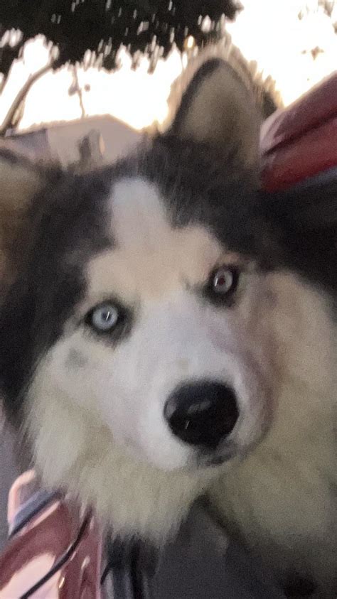 The look of terror in his eyes : r/husky