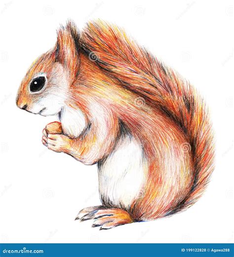 Squirrel Eating Nut Pencils Drawing Illustration On White Background