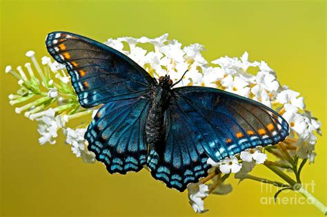 Red Spotted Purple Butterfly Photograph By Millard H Sharp Fine Art