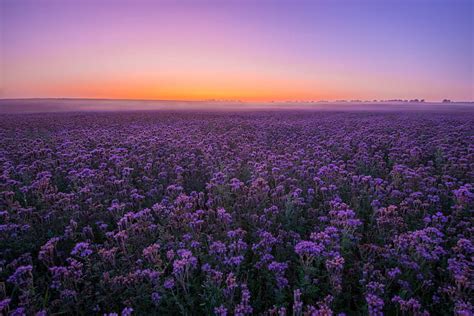 Purple Flowers Aesthetic Hd / Floral Flowers Circle Aesthetic Background Pink Purple Flower ...